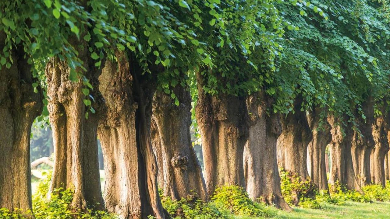 AreaSummer20KM AreaSummer20KM